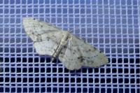 Idaea dimidiata