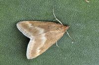 Pyrausta aerealis