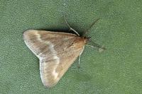 Pyrausta aerealis