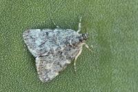 Orenaia andereggialis