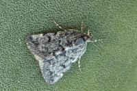 Orenaia andereggialis