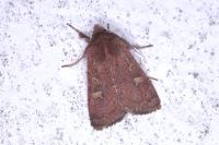Xestia xanthographa