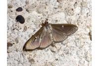 Cydalima perspectalis