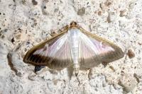 Cydalima perspectalis
