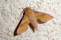 Deilephila porcellus