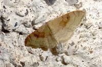 Idaea degeneraria