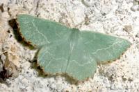 Thalera fimbrialis