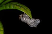Thaumetopoea pityocampa
