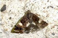 Tyta luctuosa