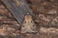 Agrotis exclamationis exclamationis