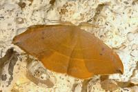 Watsonalla uncinula