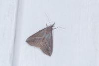 Hypena lividalis