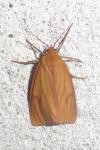 Diacrisia sannio