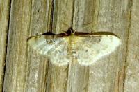 Idaea filicata
