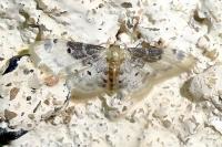 Idaea filicata