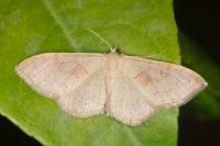Idaea rubraria