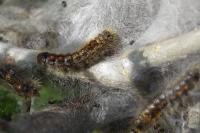 Euproctis chrysorrhoea