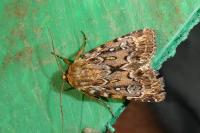 Lycophotia porphyrea