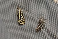 Emmelia trabealis