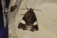 Tyta luctuosa