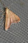 Endotricha flammealis