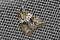 Cryphia algae
