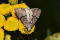Mesoligia furuncula