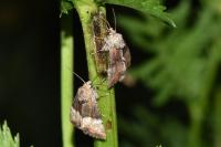 Mesoligia furuncula