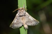 Thaumetopoea processionea