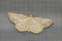 Scopula immorata