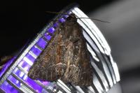 Thalpophila matura