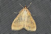 Ostrinia nubilalis