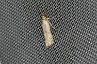 Homoeosoma sinuella