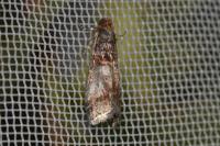Acrobasis advenella