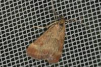 Pyrausta despicata