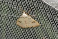 Rivula sericealis