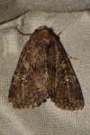 Mesapamea secalella/secalis