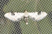 Eupithecia centaureata