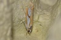 Catoptria pinella