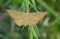 Idaea ochrata