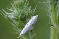 Myelois circumvoluta