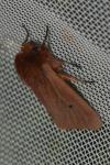 Phragmatobia fuliginosa