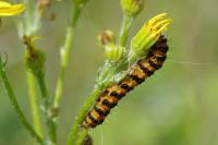 Tyria jacobaeae