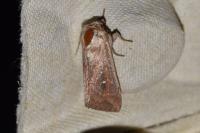 Mythimna albipuncta