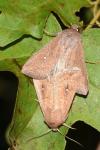 Mythimna albipuncta