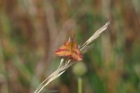 Lythria cruentaria