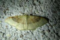 Idaea degeneraria