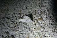 Cilix glaucata