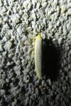 Eilema caniola