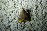 Hypsopygia costalis